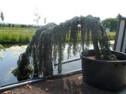 Treurceder Als Boom (Cedrus Libani 'Glauca Pendula') -Garden Plants Series Store cedrus libani glauca pendula halfstam c1000 solitair 1 1