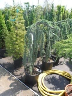Treurceder Als Boom (Cedrus Libani 'Glauca Pendula') -Garden Plants Series Store cedrus libani glauca pendula halfstam c35 1