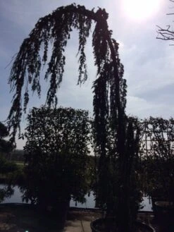 Treurceder Als Boom (Cedrus Libani 'Glauca Pendula') -Garden Plants Series Store cedrus libanica glauca pendula solitair geveerd 2