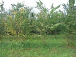 Katsoera Als Struik (Cercidiphyllum Japonicum) -Garden Plants Series Store cercidiphyllum jap 300 400 2