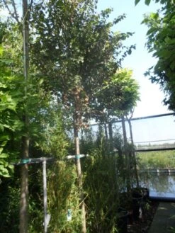 Katsoera Als Boom (Cercidiphyllum Japonicum) 11 Katsoera Als Boom (Cercidiphyllum Japonicum) -Garden Plants Series Store cercidiphyllum japonicum 18 20ho cont