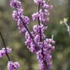Judasboom Als Struik (Cercis Canadensis) 2 Judasboom Als Struik (Cercis Canadensis) -Garden Plants Series Store cercis canadensis