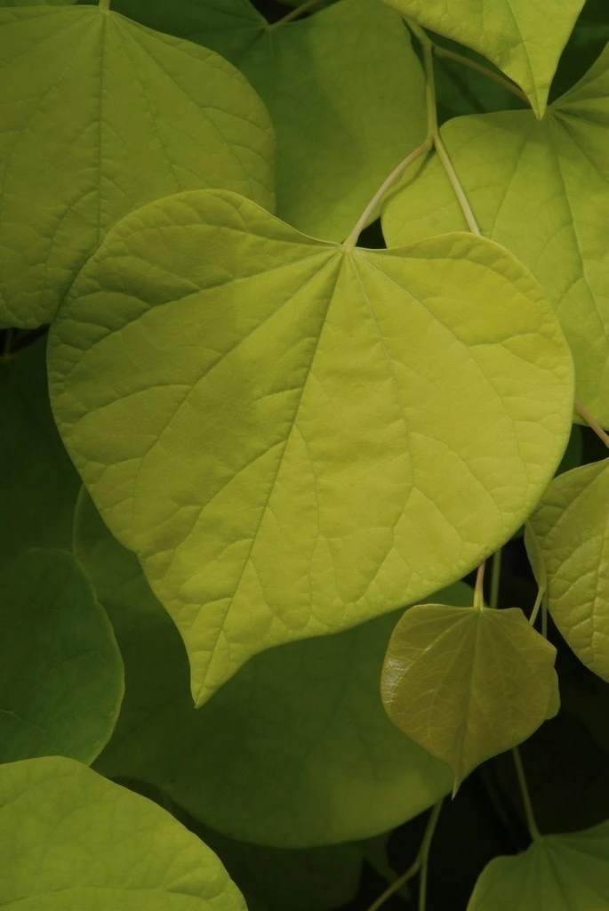 Judasboom Als Struik (Cercis Canadensis) 4 Judasboom Als Struik (Cercis Canadensis) - Image 2