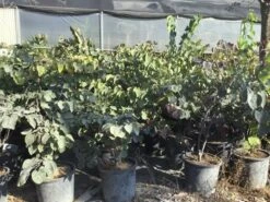 Judasboom Als Struik (Cercis Canadensis 'Forest Pansy') -Garden Plants Series Store cercis canadensis forest pansy 100 125 cm