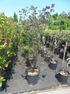 Judasboom Als Struik (Cercis Canadensis 'Forest Pansy') -Garden Plants Series Store cercis canadensis forest pansy 125 150