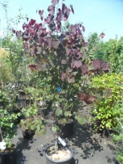 Judasboom Als Struik (Cercis Canadensis 'Forest Pansy') -Garden Plants Series Store cercis canadensis forest pansy 150 175