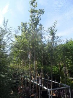 Judasboom (Cercis Siliquastrum) -Garden Plants Series Store cercis siliquastrum 10 12ho cont