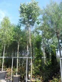 Judasboom (Cercis Siliquastrum) -Garden Plants Series Store cercis siliquastrum 18 20ho cont