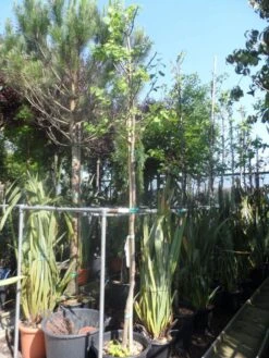 Judasboom (Cercis Siliquastrum) -Garden Plants Series Store cercis siliquastrum alba 10 12ho cont 1