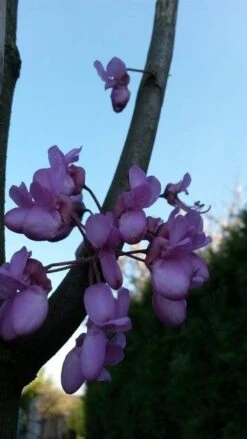 Judasboom (Cercis Siliquastrum) -Garden Plants Series Store cercis sill