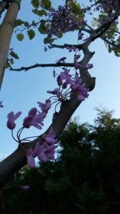 Judasboom (Cercis Siliquastrum) -Garden Plants Series Store cercis sill2