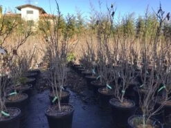 Chinese Judasboom (Cercis Chinensis 'Shirobana') -Garden Plants Series Store cercisshirobana125 1