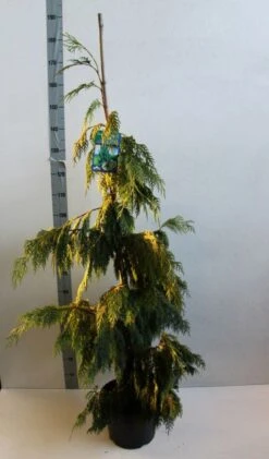 Cypres (Chamaecyparis Nootkatensis 'Pendula') -Garden Plants Series Store chamacyparis n pendula 100 125 cm co. 10l b kopie