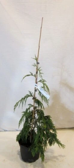 Cypres (Chamaecyparis Nootkatensis 'Pendula') -Garden Plants Series Store chamacyparisnpendula050 060