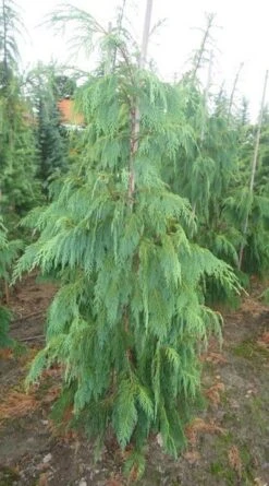 Cypres (Chamaecyparis Nootkatensis 'Pendula') -Garden Plants Series Store chamacyparisntkpend.125150ak