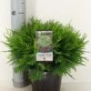 Dwergcipres (Chamaecyparis Lawsoniana 'Globosa') -Garden Plants Series Store chamaecyparis law. globosa c3 m