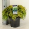 Gele Dwergcipres (Chamaecyparis Lawsoniana 'Sunkist') -Garden Plants Series Store chamaecyparis law. sunkist c3 m