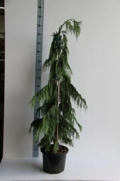 Cypres (Chamaecyparis Nootkatensis 'Pendula') -Garden Plants Series Store chamaecyparis n. pendula 125 150 cm co. 12l v