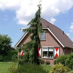 Cypres (Chamaecyparis Nootkatensis 'Pendula') -Garden Plants Series Store chamaecyparis nootk. pendula