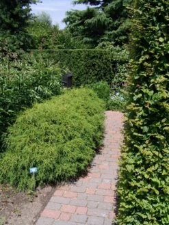 Cypres (Chamaecyparis Pisifera 'Filifera Nana') -Garden Plants Series Store chamaecyparis pis. filifera nana