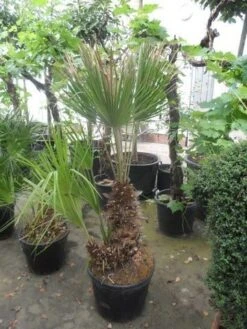 Dwergpalm (Chamaerops Humilis) -Garden Plants Series Store chamaerops humilis 100 125 150 c70 1 1