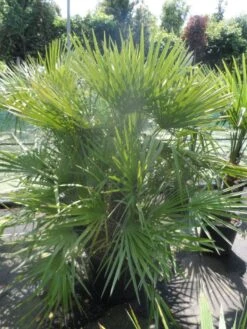 Dwergpalm (Chamaerops Humilis) -Garden Plants Series Store chamaerops humilis 125 150 c70