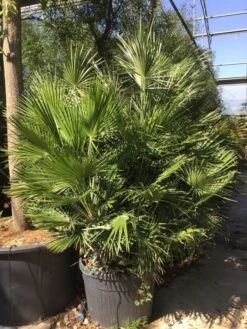 Dwergpalm (Chamaerops Humilis) -Garden Plants Series Store chamaerops humilis 150175cm c130 1