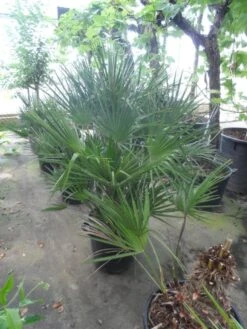 Dwergpalm (Chamaerops Humilis) -Garden Plants Series Store chamaerops humilis 80 100 c35