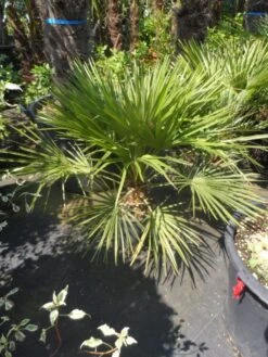 Dwergpalm (Chamaerops Humilis) -Garden Plants Series Store chamaerops humilis c10 50 60 80