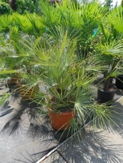 Dwergpalm (Chamaerops Humilis 'Cerifera') -Garden Plants Series Store chamaerops humilis cerifera 80 100 c30 1