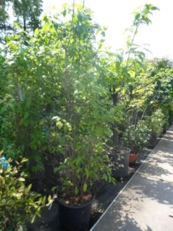 Winterzoet (Chimonanthus Praecox) -Garden Plants Series Store chimonanthus praecox 175 200 250 c50 1