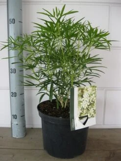 Choisya (Choisya 'Aztec Pearl') -Garden Plants Series Store choisya aztec pearl c5 10 08 2018