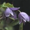 Bosrank (Clematis Alpina) -Garden Plants Series Store clalpina 1 1