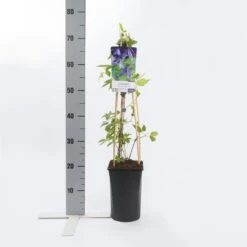 Bosrank (Clematis Alpina 'Helsingborg') -Garden Plants Series Store clematis alp. helsingborg