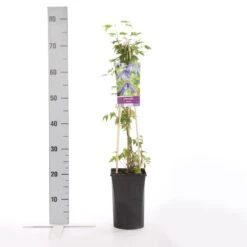 Bosrank (Clematis Alpina) -Garden Plants Series Store clematis alpina 2