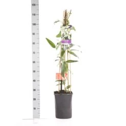 Bosrank, Groenblijvend (Clematis Armandii 'Apple Blossom') -Garden Plants Series Store clematis apelblossom 1.00 1.25