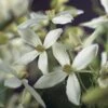 Bosrank, Groenblijvend (Clematis Armandii) -Garden Plants Series Store clematis armandii 2