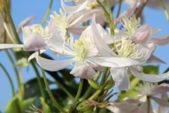 Bosrank, Groenblijvend (Clematis Armandii 'Apple Blossom') -Garden Plants Series Store clematis armandii apple blossom 1