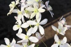 Bosrank, Groenblijvend (Clematis Armandii 'Apple Blossom') -Garden Plants Series Store clematis armandii apple blossom 2 2