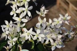 Bosrank, Groenblijvend (Clematis Armandii 'Apple Blossom') -Garden Plants Series Store clematis armandii apple blossom 3