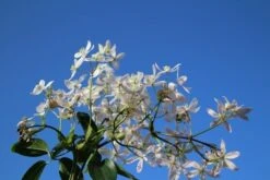 Bosrank, Groenblijvend (Clematis Armandii 'Apple Blossom') -Garden Plants Series Store clematis armandii apple blossom 4 2