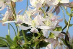 Bosrank, Groenblijvend (Clematis Armandii 'Apple Blossom') -Garden Plants Series Store clematis armandii apple blossom 5 2