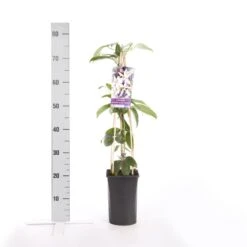 Bosrank, Groenblijvend (Clematis Armandii 'Apple Blossom') -Garden Plants Series Store clematis armandii apple blossom 2