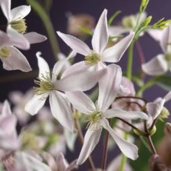 Bosrank, Groenblijvend (Clematis Armandii 'Apple Blossom') -Garden Plants Series Store clematis armandii apple blossom 2