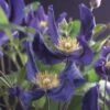 Bosrank (Clematis 'Blue Pirouette') -Garden Plants Series Store clematis blue pirouette pbr 2