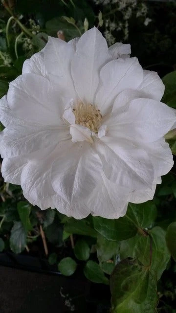 Bosrank (Clematis 'Duchess Of Edinburgh') 4 Bosrank (Clematis 'Duchess Of Edinburgh') - Image 2