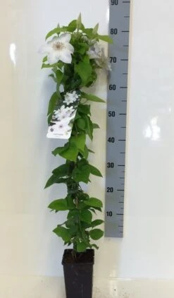 Bosrank (Clematis 'Henryi') -Garden Plants Series Store clematis henryi 80 100 c2 1