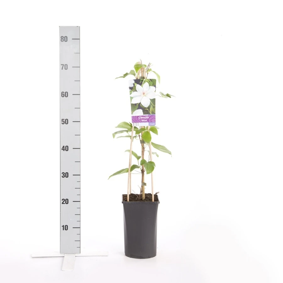 Bosrank (Clematis 'Henryi') 4 Bosrank (Clematis 'Henryi') - Image 2