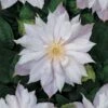 Bosrank (Clematis 'Jackmanii Alba') -Garden Plants Series Store clematis jackmanii alba 2