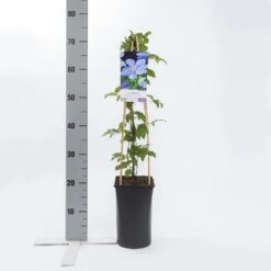 Bosrank (Clematis 'Mrs Cholmondeley') 12 Bosrank (Clematis 'Mrs Cholmondeley') -Garden Plants Series Store clematis mrs. cholmondeley